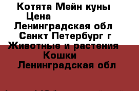 Котята Мейн куны › Цена ­ 20000-30000 - Ленинградская обл., Санкт-Петербург г. Животные и растения » Кошки   . Ленинградская обл.